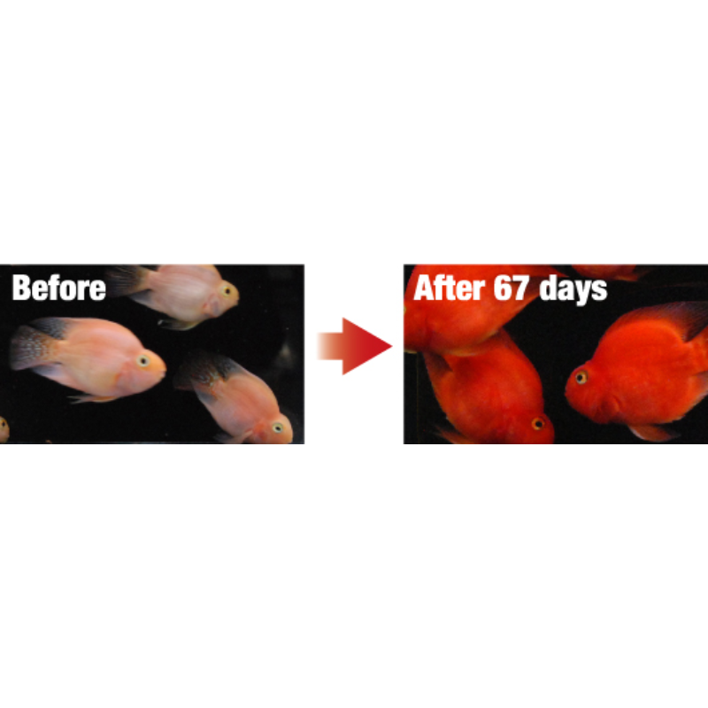 Hikari Blood Red Parrot+ (333gm | 800gm)(Mini) aquarium product image
