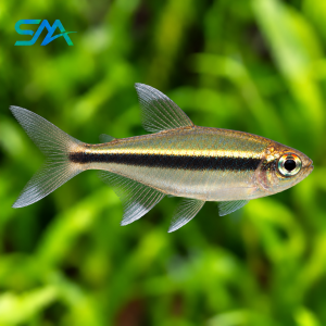 Black Neon Tetra Fish – Hyphessobrycon herbertaxelrodi Freshwater Aquarium Fish