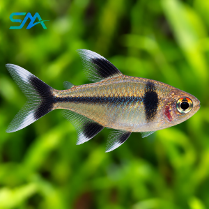 Black Palmeri Tetra – Freshwater Aquarium Fish