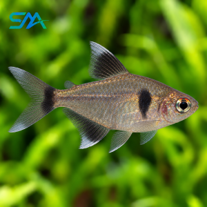 Black Phantom Tetra Fish – Hyphessobrycon megalopterus Freshwater Aquarium Fish