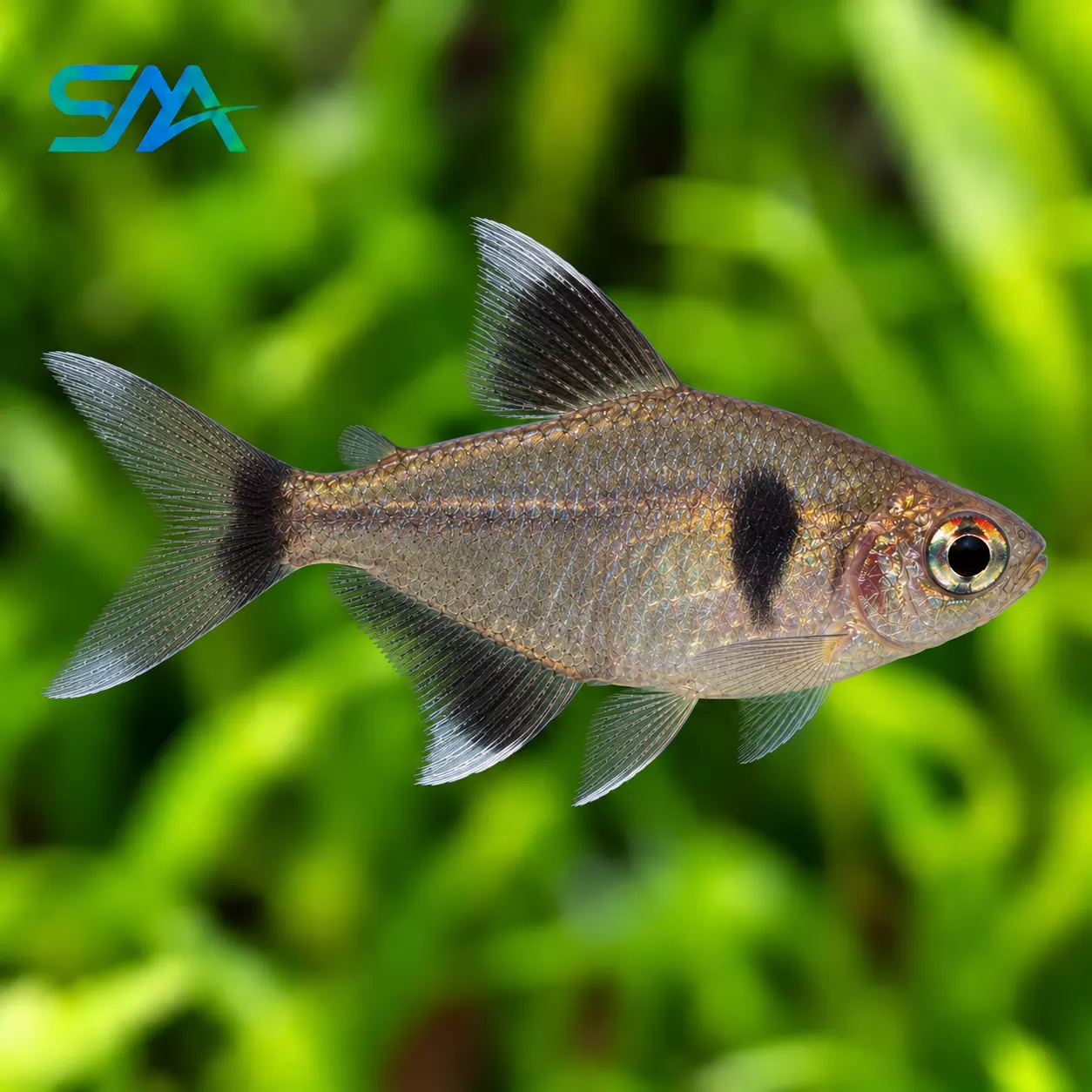 Black Phantom Tetra Fish – Hyphessobrycon megalopterus Freshwater Aquarium Fish