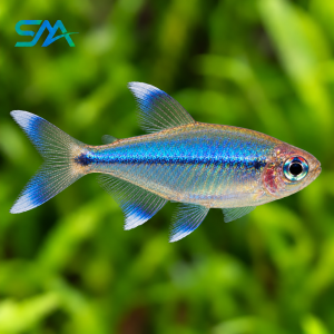Blue King Tetra – Freshwater Tropical Aquarium Fish