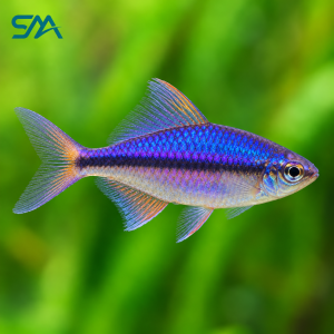 Blue Rainbowfish – Melanotaenia lacustris Freshwater Aquarium Fish
