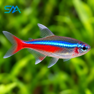 Cardinal Tetra – Paracheirodon axelrodi Freshwater Aquarium Fish