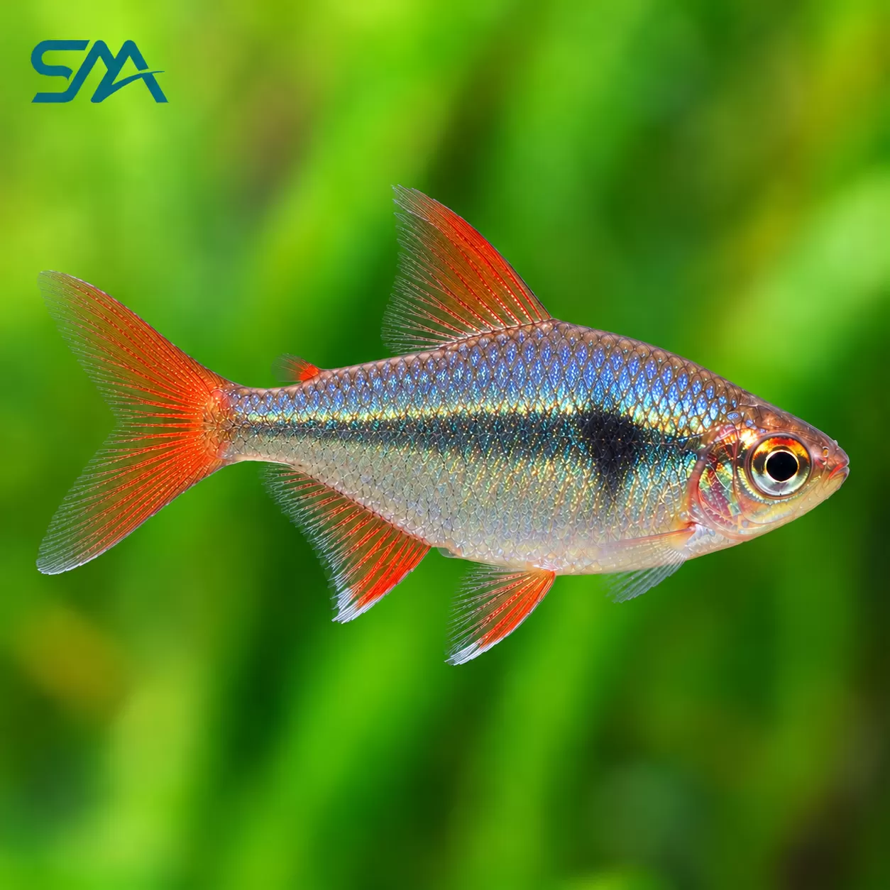 Colombian Tetra – Hyphessobrycon columbianus Freshwater Aquarium Fish