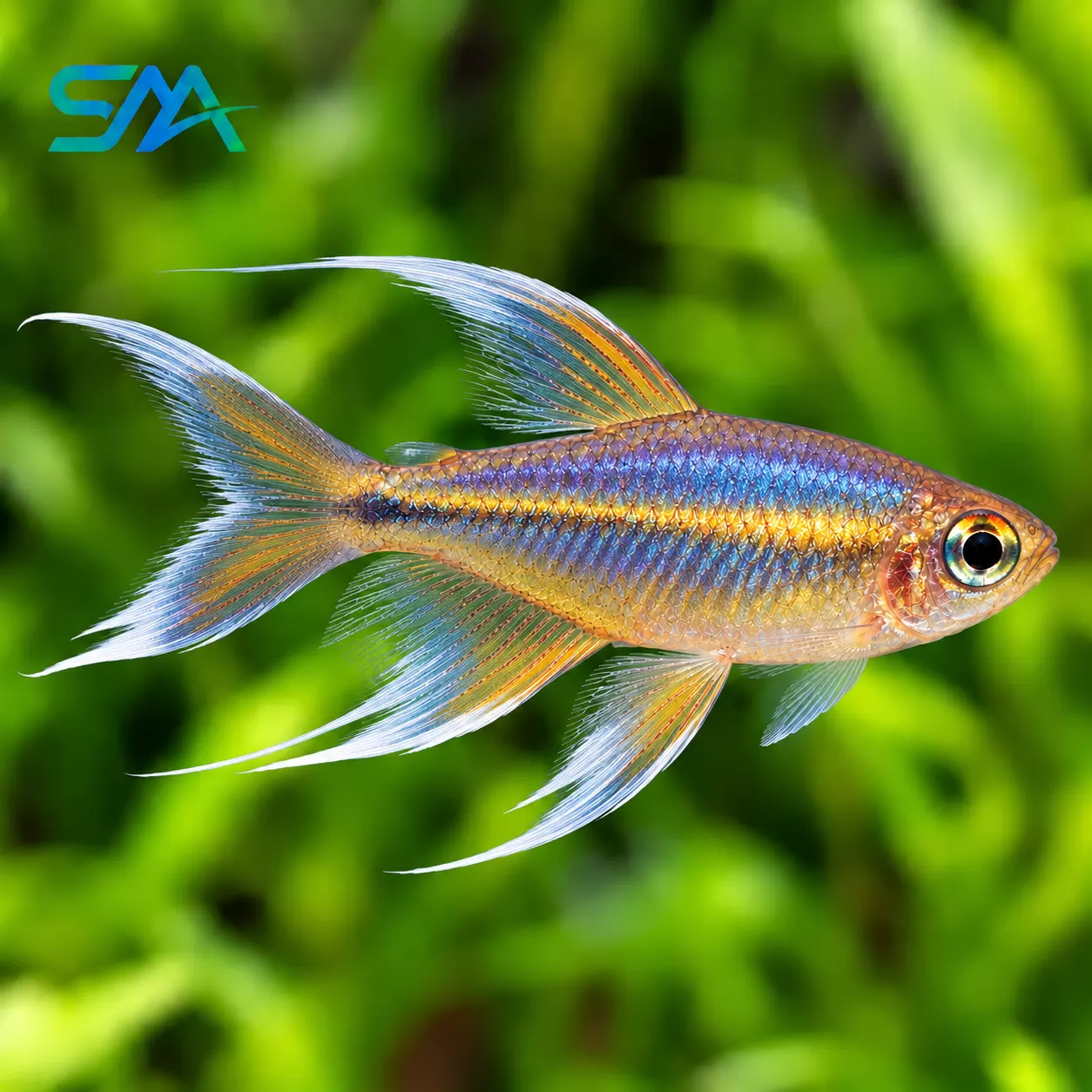 Congo Tetra Male – Colorful Freshwater Aquarium Fish