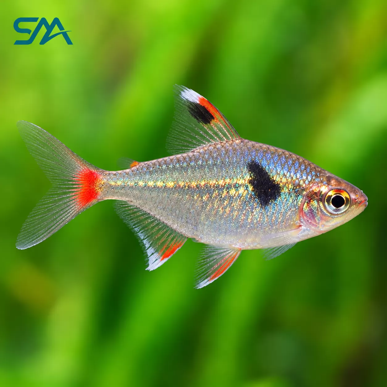 Diamond Tetra – Moenkhausia pittieri Freshwater Aquarium Fish