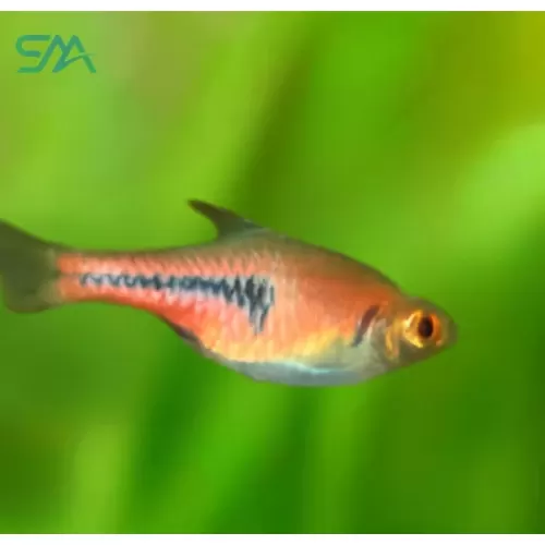 Espei Rasbora copper freshwater schooling aquarium fish