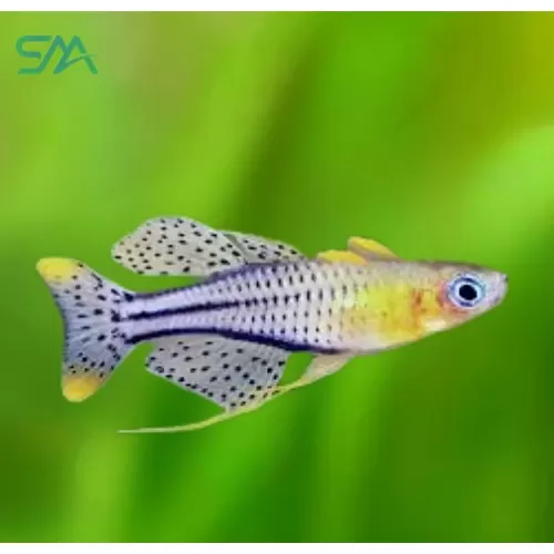 Gertrudae Rainbow freshwater aquarium fish