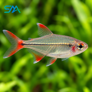 Glass Bloodfin Tetra – Prionobrama filigera Freshwater Aquarium Fish