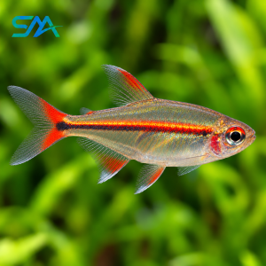 Glow Light Tetra – Hemigrammus erythrozonus Freshwater Aquarium Fish