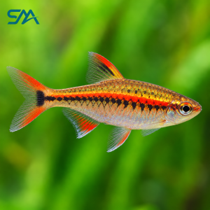 **Golden Mountain Minnow:** `Golden Mountain Minnow – Tanichthys albonubes Freshwater Aquarium Fish`
