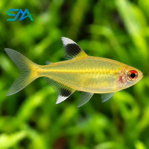 Lemon Tetra – Hyphessobrycon pulchripinnis Freshwater Aquarium Fish
