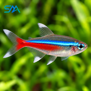 Neon Tetra Fish – Paracheirodon innesi Freshwater Aquarium Fish