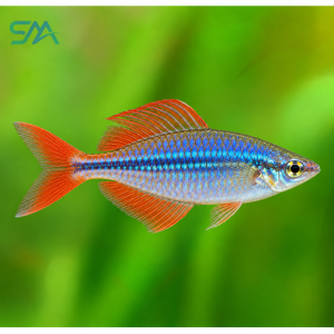 Neon Rainbow Fish – Colorful Freshwater Aquarium Fish