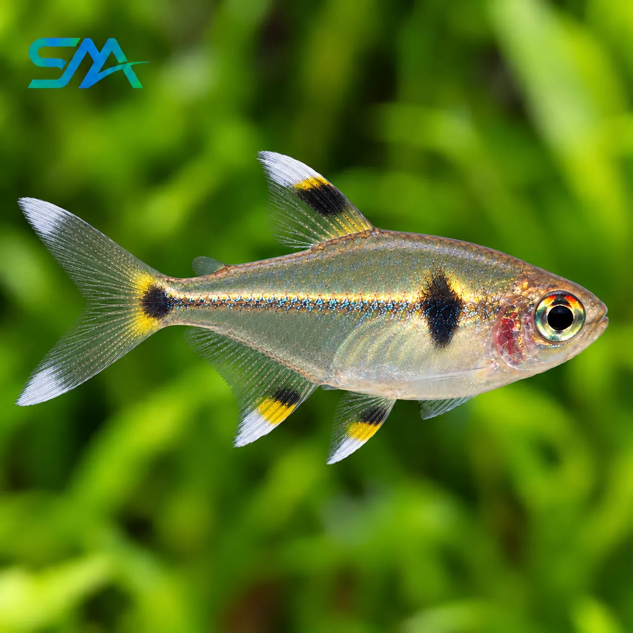 Pristella Tetra – Pristella maxillaris Freshwater Aquarium Fish