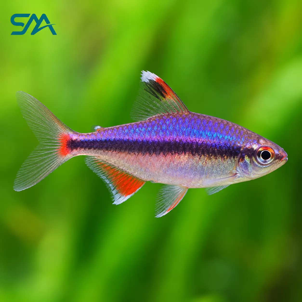 Purple Emperor Tetra – Inpaichthys kerri Freshwater Aquarium Fish