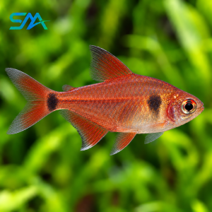 Red Phantom Tetra Fish