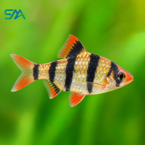 **Regular Tiger Barb:** `Regular Tiger Barb – Puntigrus tetrazona Freshwater Aquarium Fish`