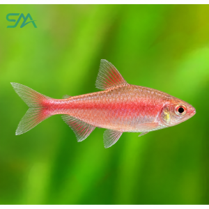 **Rosy Tetra:** `Rosy Tetra – Hyphessobrycon rosaceus Freshwater Aquarium Fish`