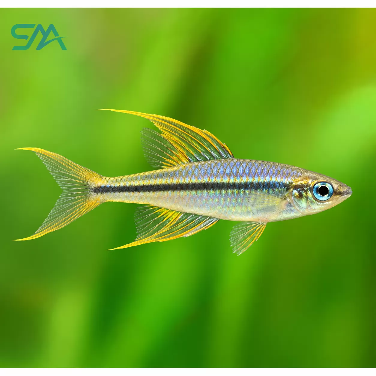**Signifer Rainbowfish:** `Signifer Rainbowfish – Pseudomugil signifer Freshwater Aquarium Fish`