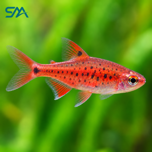Strawberry Rasbora – Boraras naevus Freshwater Aquarium Fish