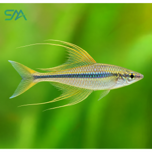 Threadfin Rainbow Fish – Iriatherina werneri Freshwater Aquarium Fish