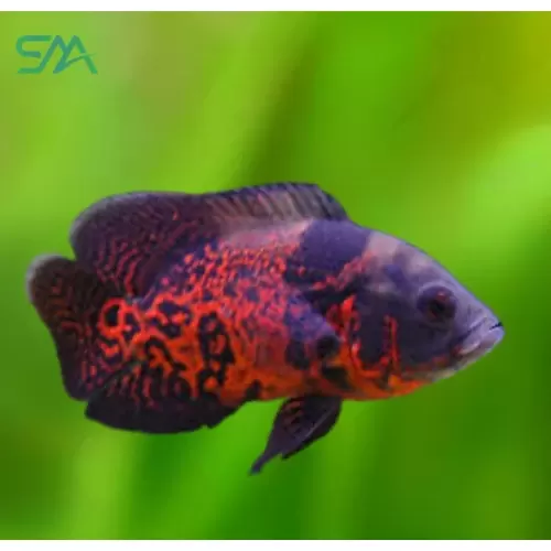 Tiger Oscar Astronotus ocellatus large freshwater cichlid aquarium fish