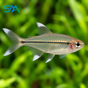 White Fin Tetra – Freshwater Aquarium Fish