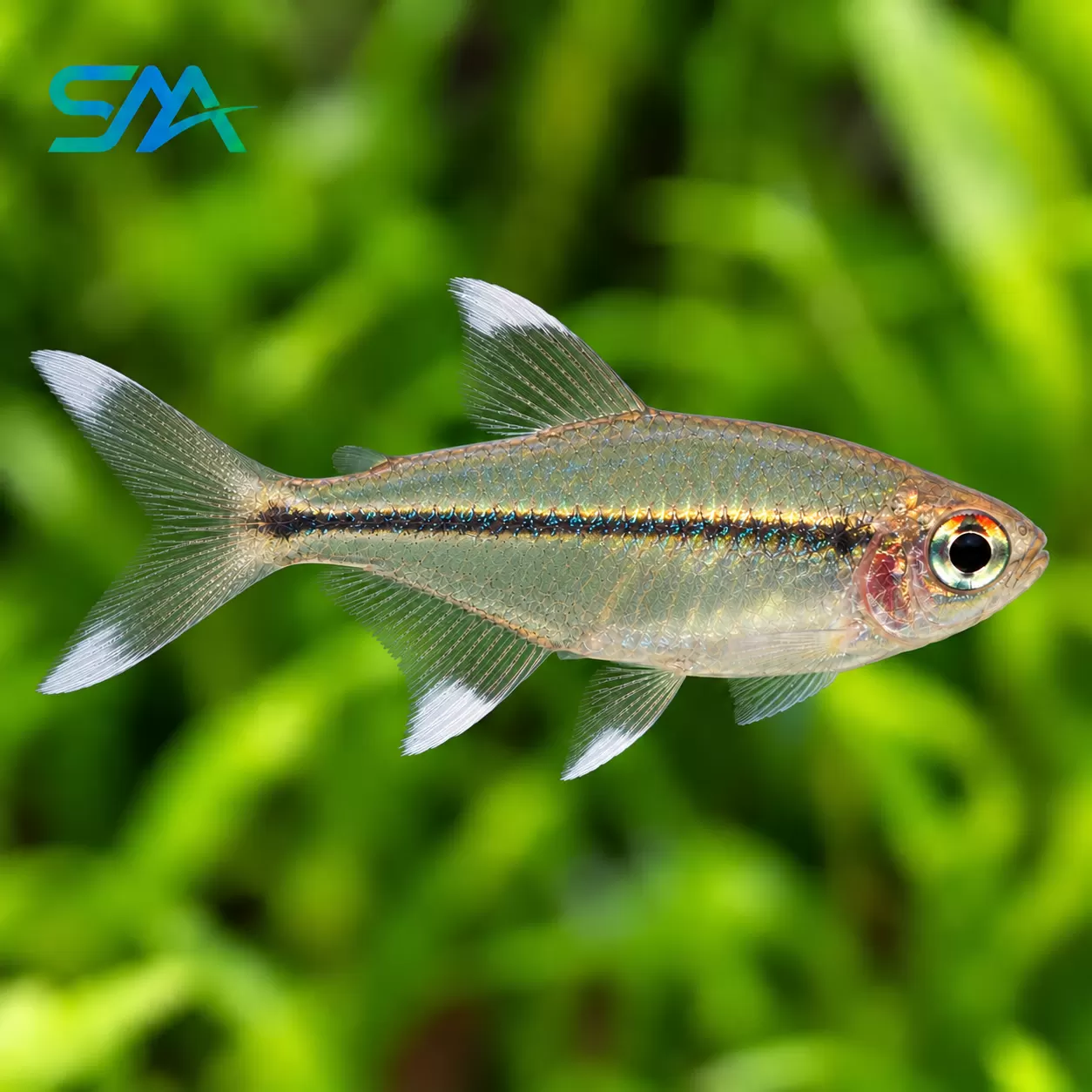 White Fin Tetra – Freshwater Aquarium Fish