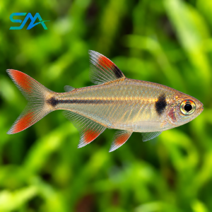 Kitty Tetra – Hyphessobrycon heliacus Freshwater Aquarium Fish