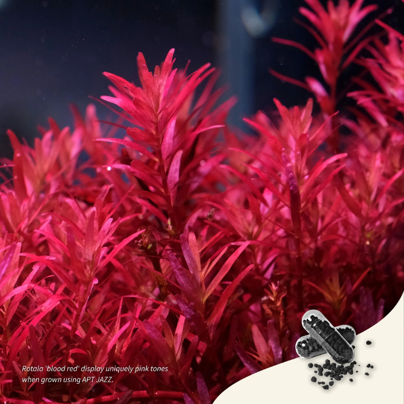 APT Jazz Root Tabs (9 pcs | 18 pcs | 54 pcs) | Root Fertilizer for Planted Aquariums | 2Hr Aquarist aquarium product image