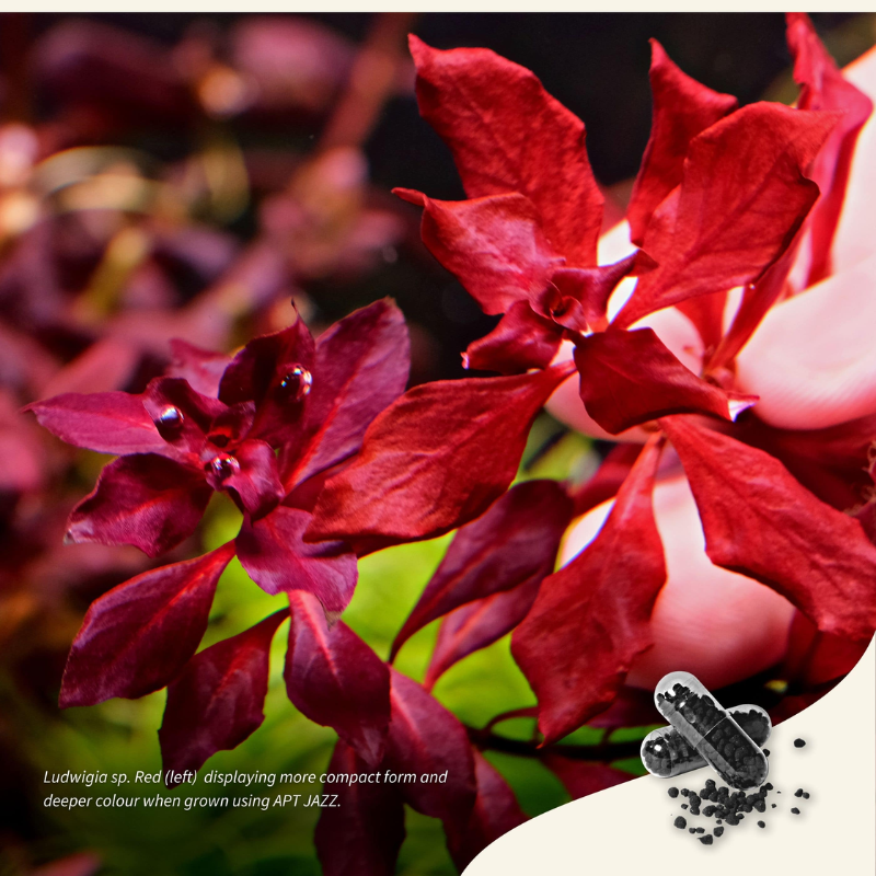APT Jazz Root Tabs (9 pcs | 18 pcs | 54 pcs) | Root Fertilizer for Planted Aquariums | 2Hr Aquarist aquarium product image