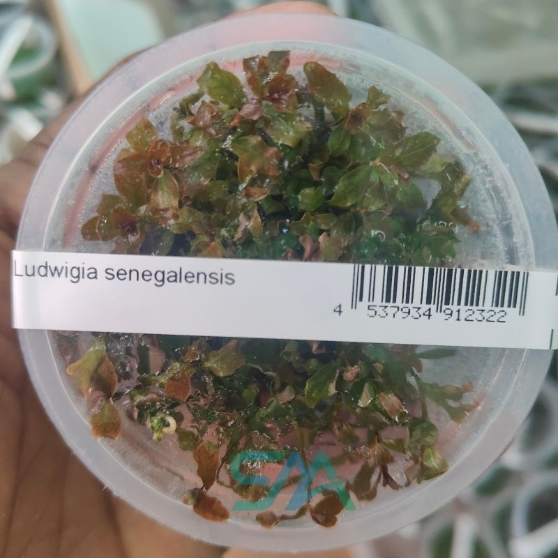 Ludwigia Senegalensis ADA Tissue Culture for planted aquarium