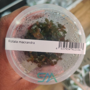 IC010 Rotala Macrandra | ADA Tissue Culture aquarium product image