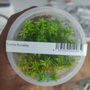Tonina Fluviatilis ADA Tissue Culture for planted aquarium