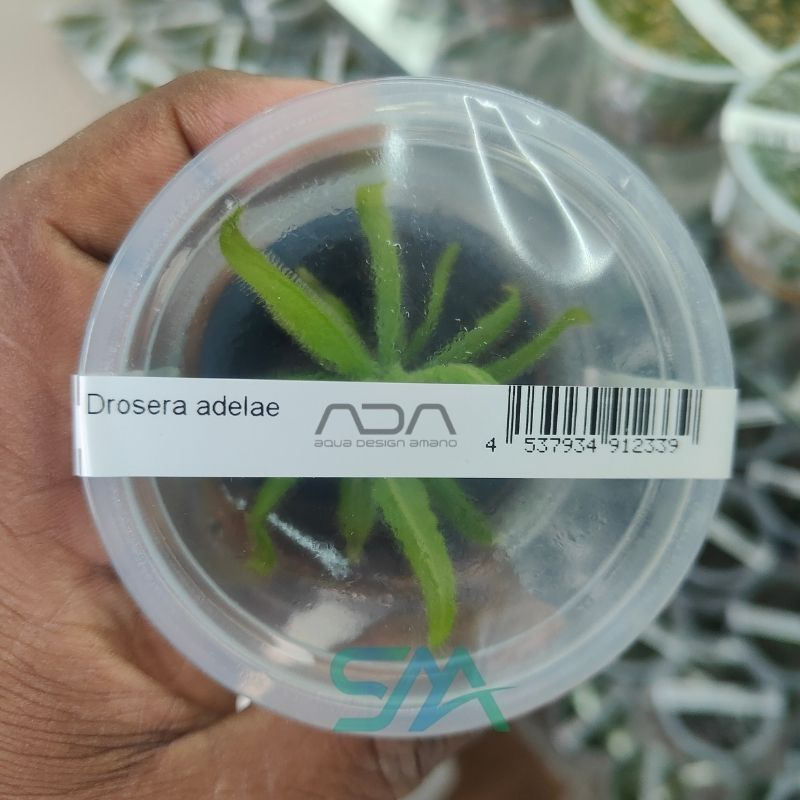 IC372 Drosera Adelae | ADA Tissue Culture aquarium product image