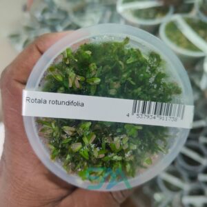 IC043 Rotala Rotundifolia ‘hRa’ | ADA Tissue Culture aquarium product image