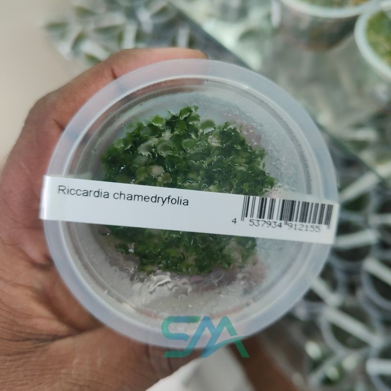 IC821 Riccardia Chamedryfolia ADA Tissue Culture Mini Pellia aquarium moss