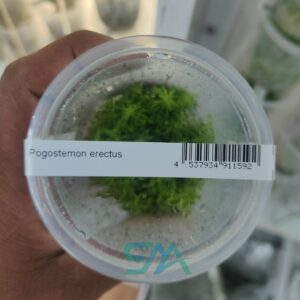 IC405 Pogostemon Erectus | ADA Tissue Culture aquarium product image