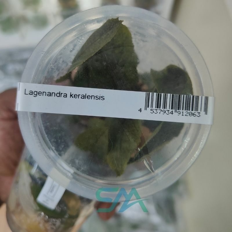Lagenandra Keralensis ADA Tissue Culture for planted aquarium