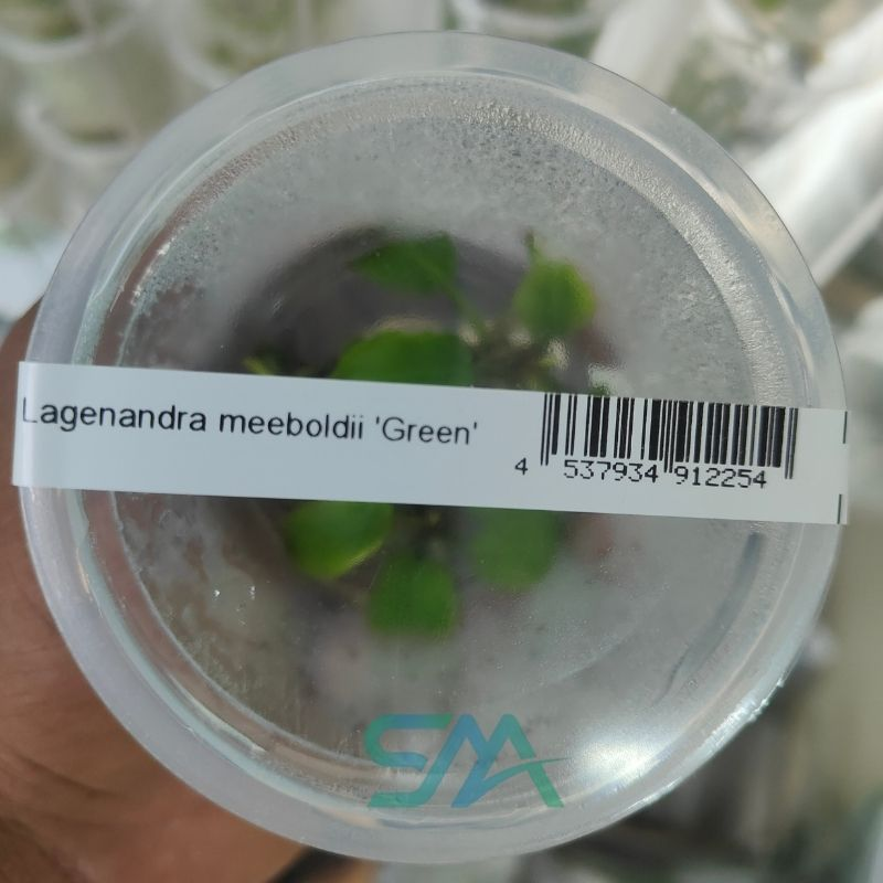 IC216 Lagenandra Meeboldii ‘Green’ | ADA Tissue Culture aquarium product image
