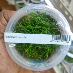 IC027 Eleocharis Parvula (Dwarf Hairgrass) | ADA Tissue Culture aquarium product image
