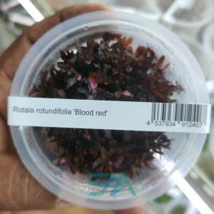 IC443 Rotala rotundifolia Blood Red ADA Tissue Culture for planted aquarium
