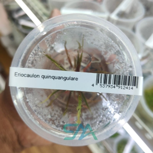IC466 Eriocaulon Quinquangulare ADA Tissue Culture for planted aquarium