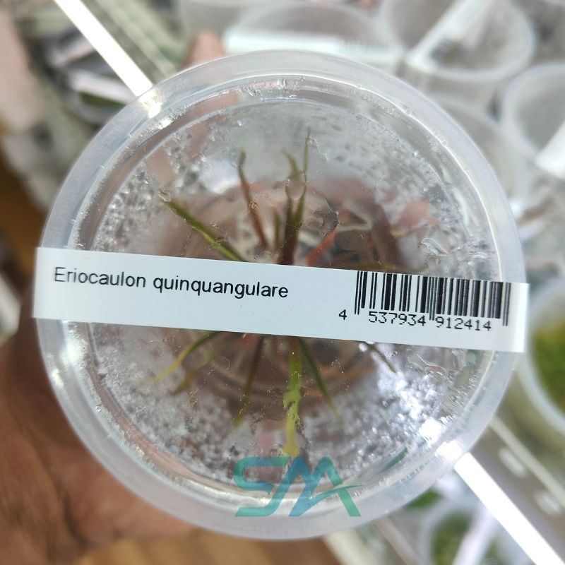 IC466 Eriocaulon Quinquangulare ADA Tissue Culture for planted aquarium