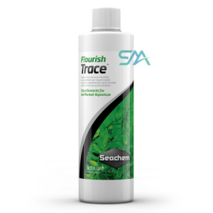 IC014 Hydrocotyle Tripartita | ADA Tissue Culture aquarium product image