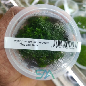 Myriophyllum Hippuroides Gunlea