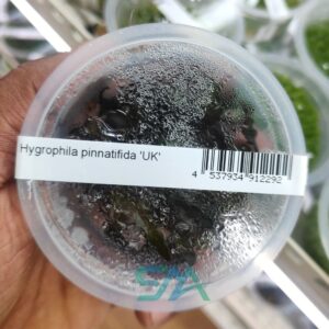 IC202 Hygrophila Pinnatifida | ADA Tissue Culture aquarium product image