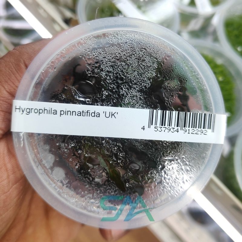 IC202 Hygrophila Pinnatifida | ADA Tissue Culture aquarium product image